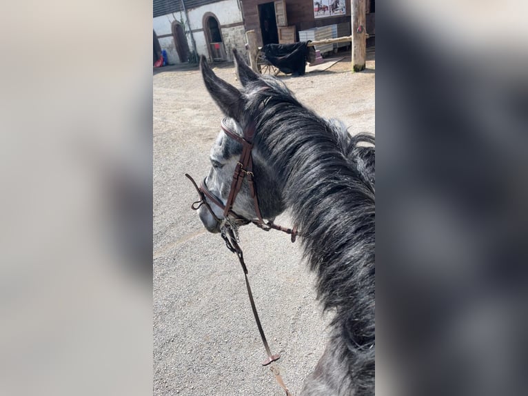 Württemberger Hongre 7 Ans 163 cm Gris pommelé in Rottweil