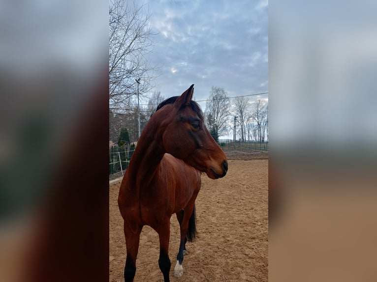 Württemberger Hongre 7 Ans 168 cm Bai brun in Lubin