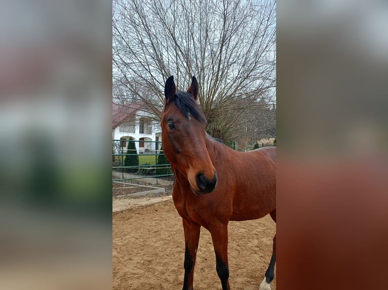 Württemberger Hongre 7 Ans 168 cm Bai brun in Lubin