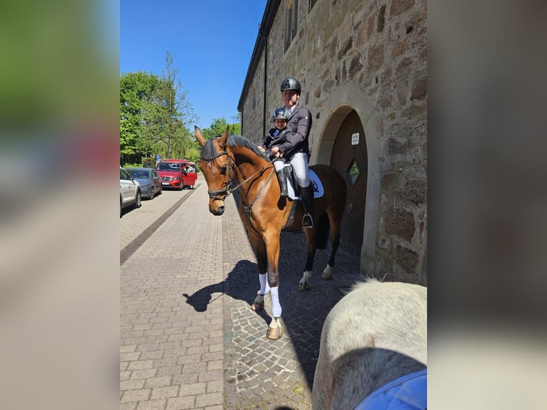 Württemberger Hongre 7 Ans 175 cm  in Pfedelbach