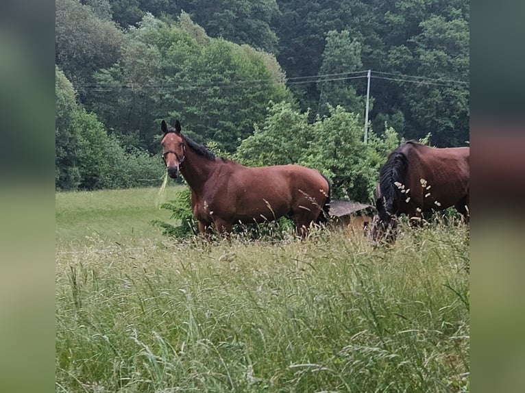 Württemberger Hongre 7 Ans 175 cm  in Pfedelbach