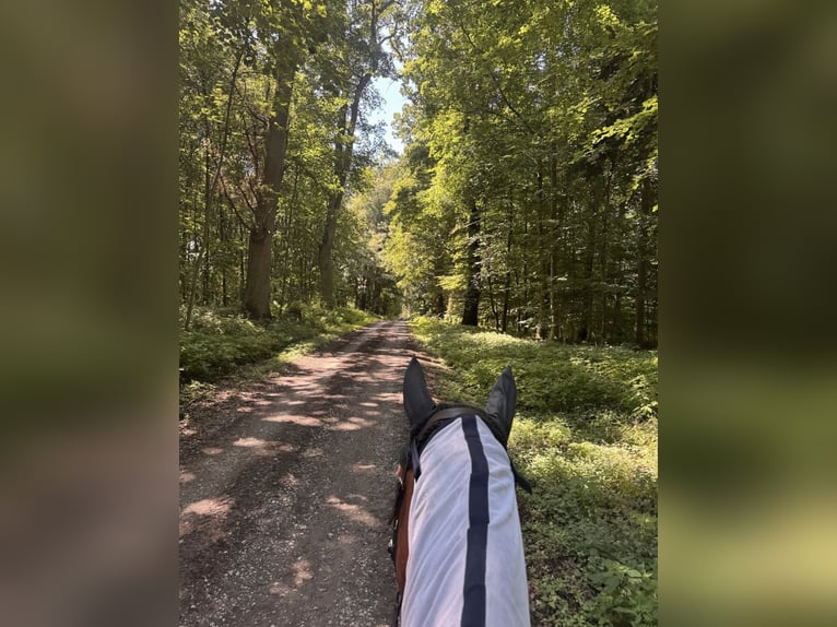 Württemberger Hongre 7 Ans 178 cm Bai in Steinheim