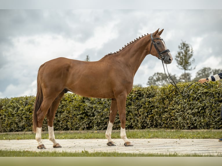 Württemberger Hongre 8 Ans 174 cm Alezan in Allmendingen