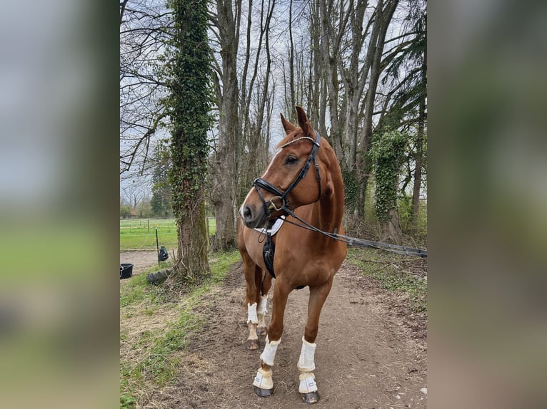 Württemberger Hongre 8 Ans 176 cm Alezan in Tutzing