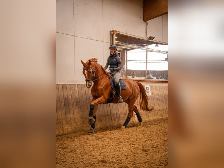 Württemberger Hongre 8 Ans 176 cm Alezan in Tutzing