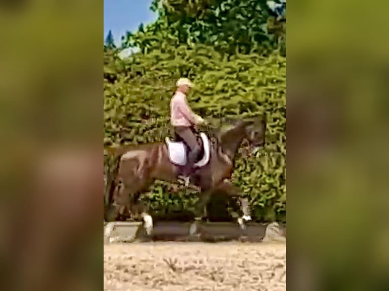 Württemberger Hongre 9 Ans 174 cm Alezan brûlé in Singen