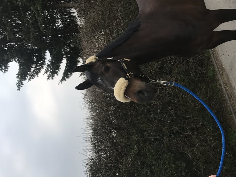 Württemberger Jument 10 Ans 167 cm Bai brun in Mengen