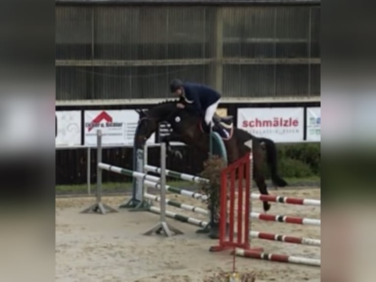 Württemberger Jument 10 Ans 167 cm Bai brun in Mengen