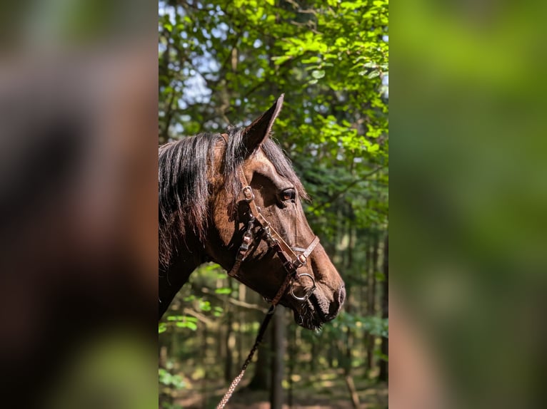 Württemberger Croisé Jument 12 Ans 155 cm Bai in Wald-Michelbach