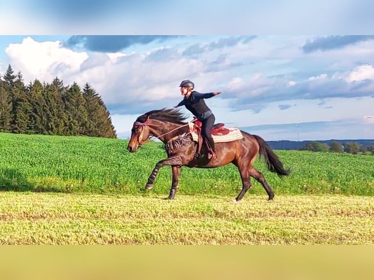 Württemberger Croisé Jument 12 Ans 155 cm Bai in Wald-Michelbach