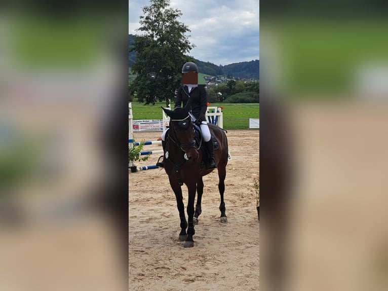 Württemberger Jument 12 Ans 163 cm Bai brun in Emmendingen