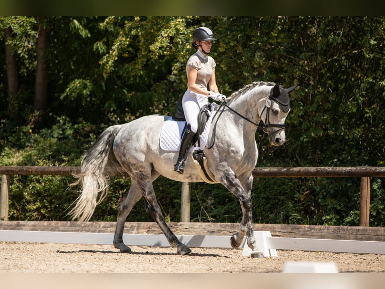 Württemberger Jument 12 Ans 170 cm Gris in Bad Herrenalb