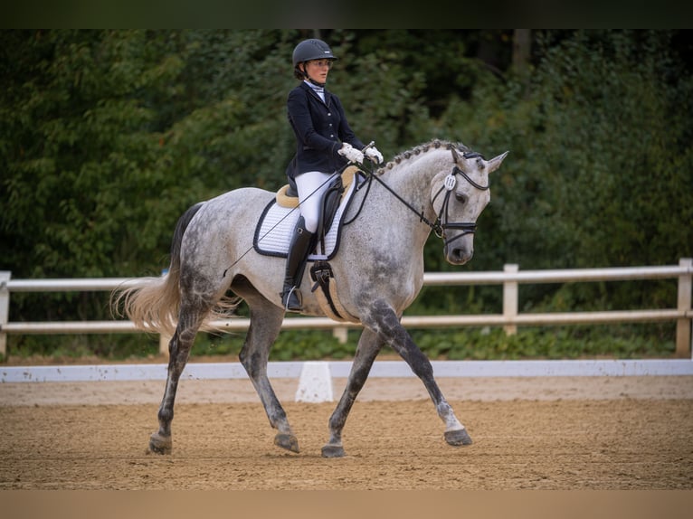 Württemberger Jument 12 Ans 170 cm Gris in Bad Herrenalb