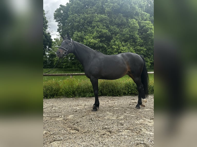Württemberger Jument 13 Ans 163 cm Bai brun in Tübingen