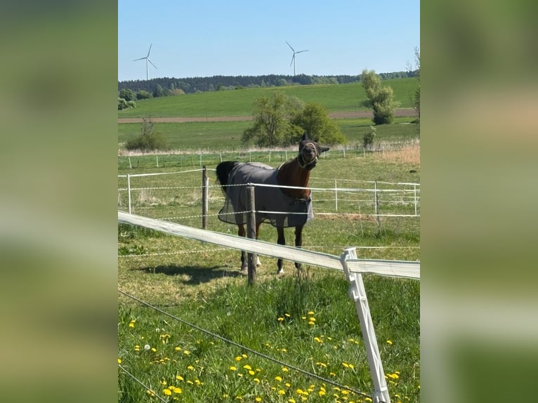 Württemberger Jument 14 Ans 165 cm Bai in Berg