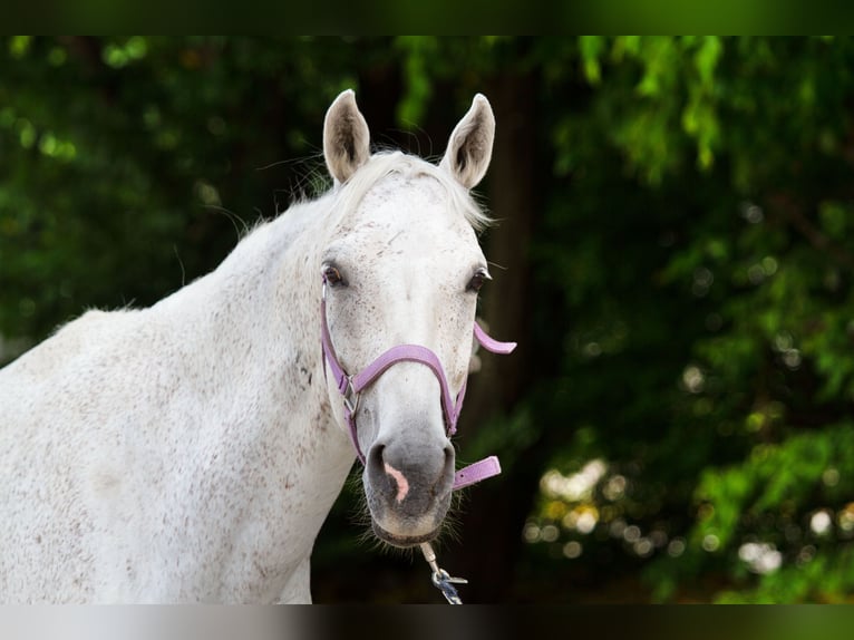 Württemberger Jument 15 Ans 158 cm Gris in Reutte