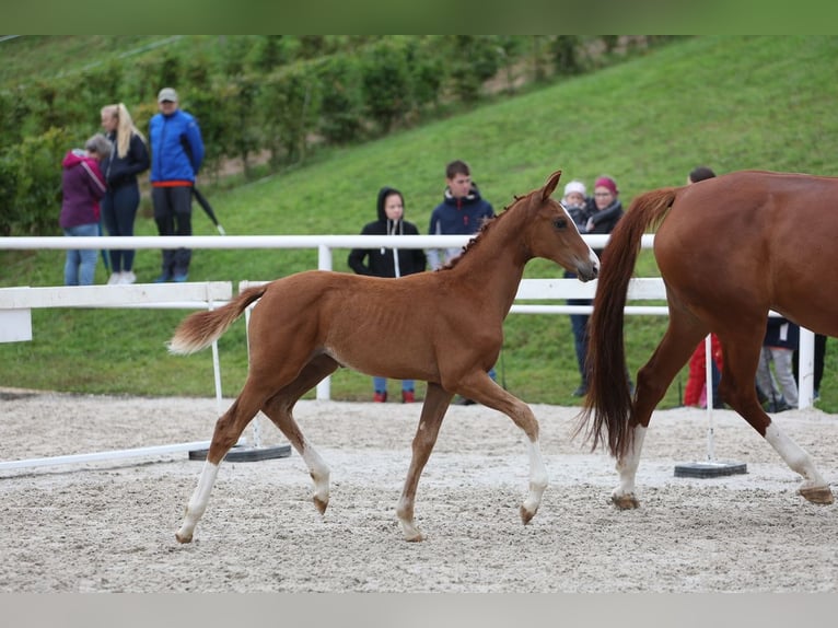 Württemberger Jument 15 Ans 173 cm Alezan in G&#xF6;ggingen