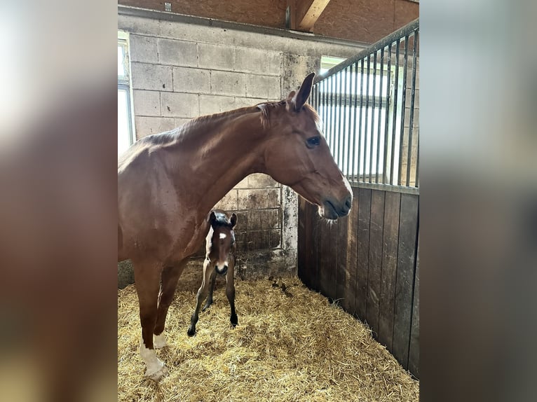 Württemberger Jument 15 Ans 173 cm Alezan in G&#xF6;ggingen
