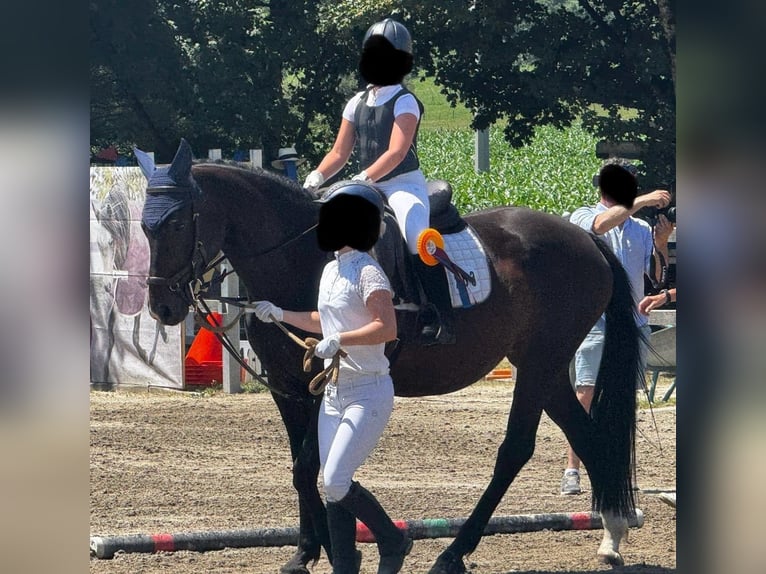Württemberger Jument 16 Ans 159 cm Bai brun foncé in Weingarten