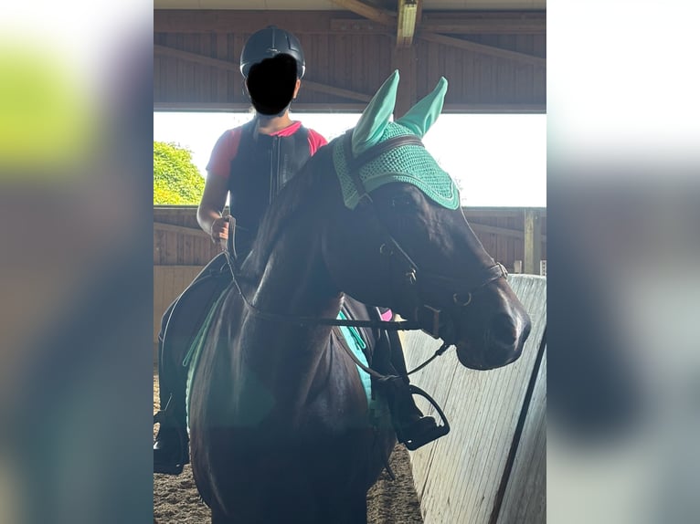 Württemberger Jument 16 Ans 159 cm Bai brun foncé in Weingarten