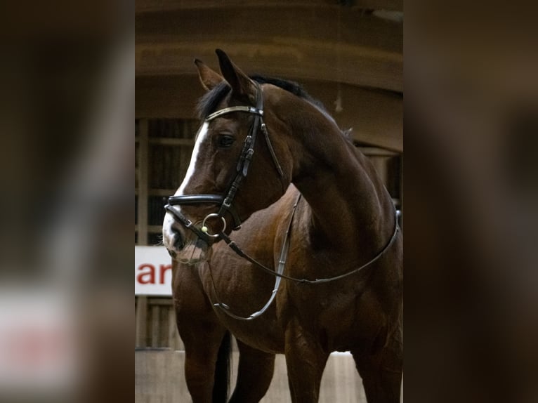 Württemberger Jument 16 Ans 168 cm Bai in Speichersdorf