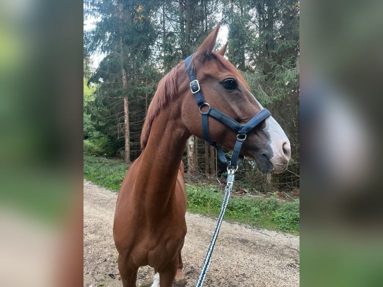Württemberger Jument 16 Ans Alezan in Ellwangen (Jagst)