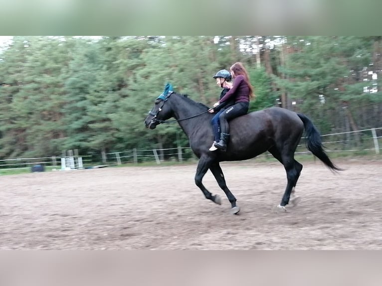 Württemberger Jument 17 Ans 168 cm Noir in Aschaffenburg