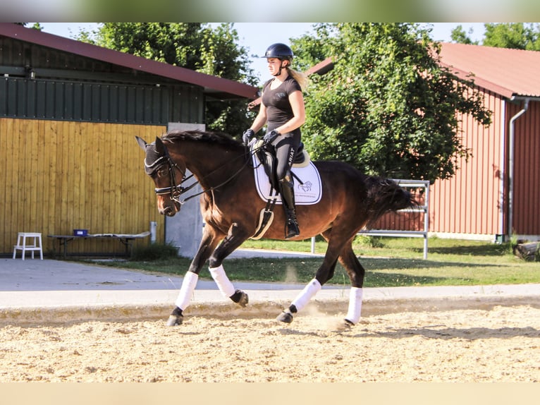 Württemberger Jument 18 Ans 163 cm Bai in Forchheim