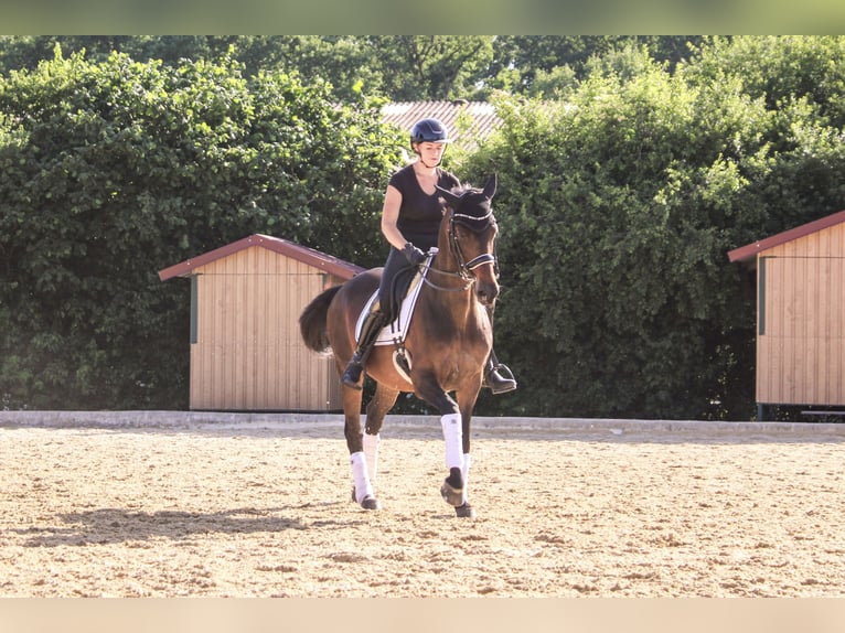 Württemberger Jument 18 Ans 163 cm Bai in Forchheim