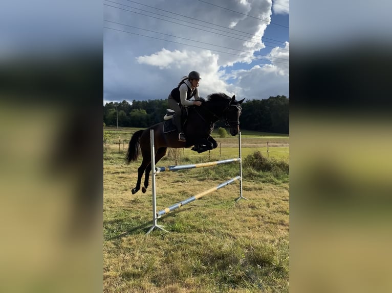Württemberger Jument 18 Ans 163 cm Bai in Forchheim