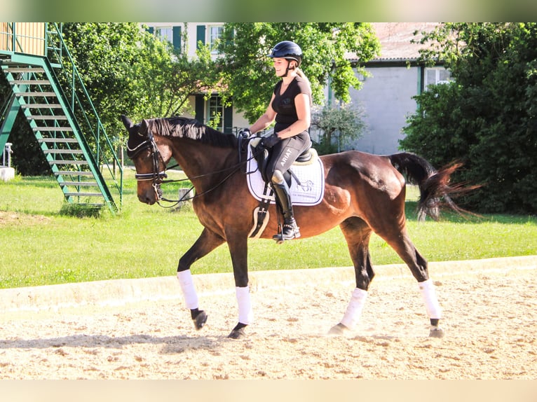 Württemberger Jument 18 Ans 163 cm Bai in Forchheim