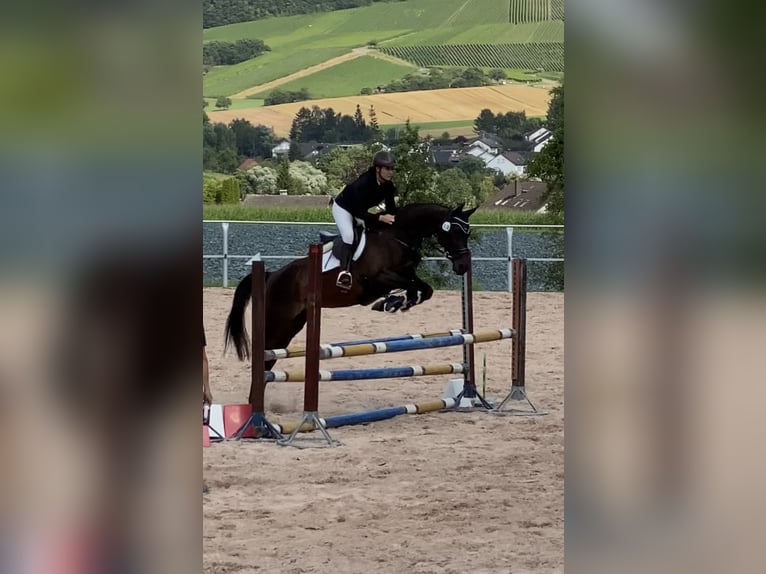 Württemberger Jument 18 Ans 163 cm Bai in Forchheim