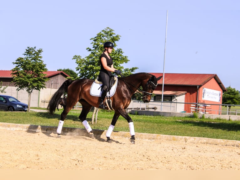 Württemberger Jument 18 Ans 163 cm Bai in Forchheim
