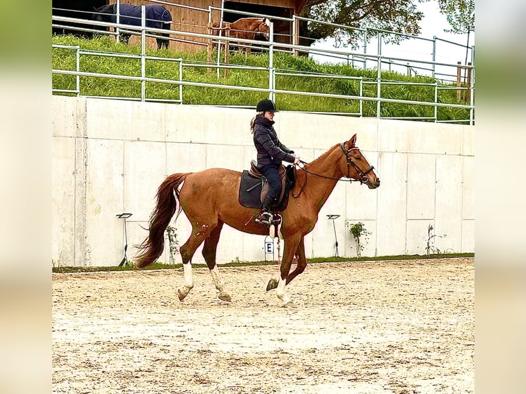 Württemberger Jument 18 Ans 174 cm Alezan in Tuntenhausen