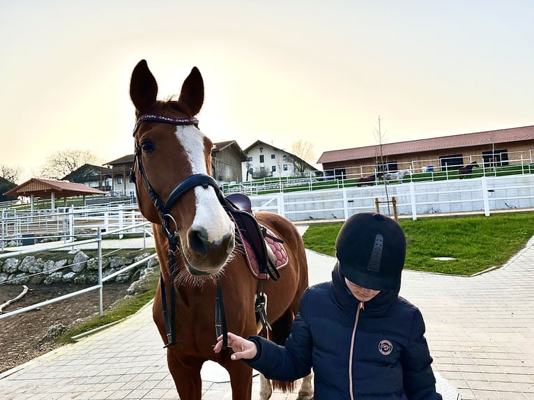 Württemberger Jument 18 Ans 174 cm Alezan in Tuntenhausen