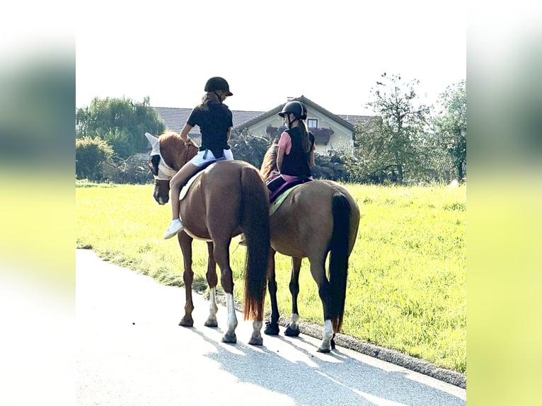 Württemberger Jument 18 Ans 174 cm Alezan in Tuntenhausen