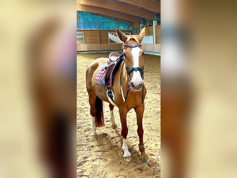 Württemberger Jument 18 Ans 174 cm Alezan in Tuntenhausen