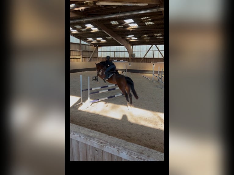 Württemberger Jument 19 Ans 167 cm Bai in Nürtingen