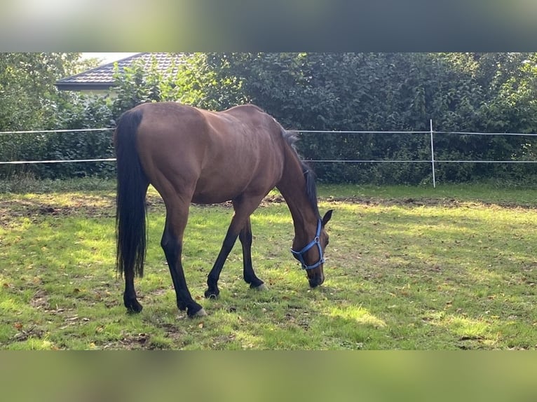 Württemberger Jument 19 Ans 167 cm Bai in Wettenberg
