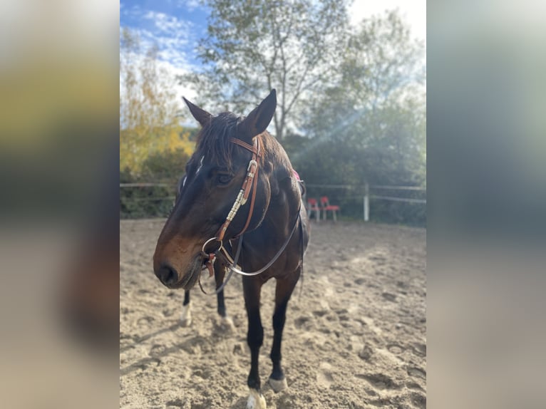 Württemberger Croisé Jument 22 Ans 154 cm Bai brun in Weisenheim am Sand