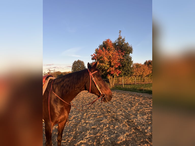 Württemberger Croisé Jument 22 Ans 154 cm Bai brun in Weisenheim am Sand