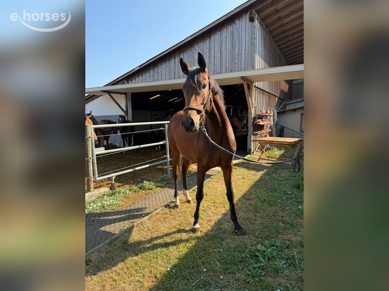 Württemberger Jument 3 Ans 160 cm Bai in Heidenheim an der Brenz