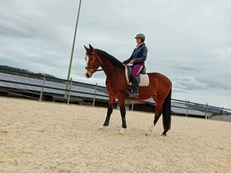 Württemberger Jument 3 Ans 164 cm Bai in Gomadingen