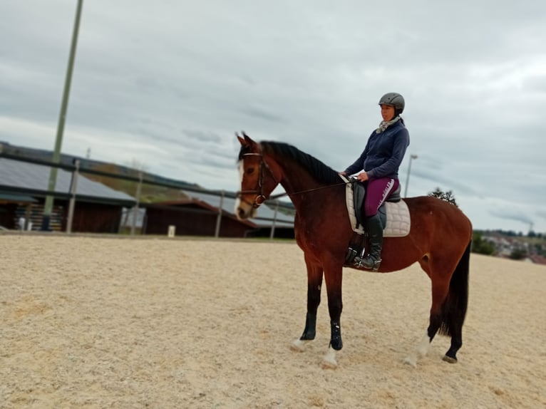 Württemberger Jument 3 Ans 164 cm Bai in Gomadingen