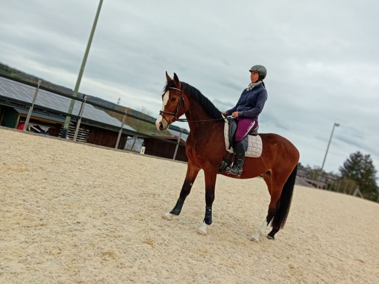 Württemberger Jument 3 Ans 165 cm Bai in Gomadingen