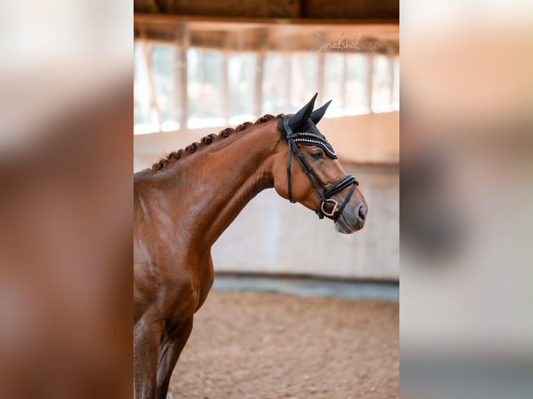 Württemberger Jument 4 Ans 167 cm Alezan in Grundsheim