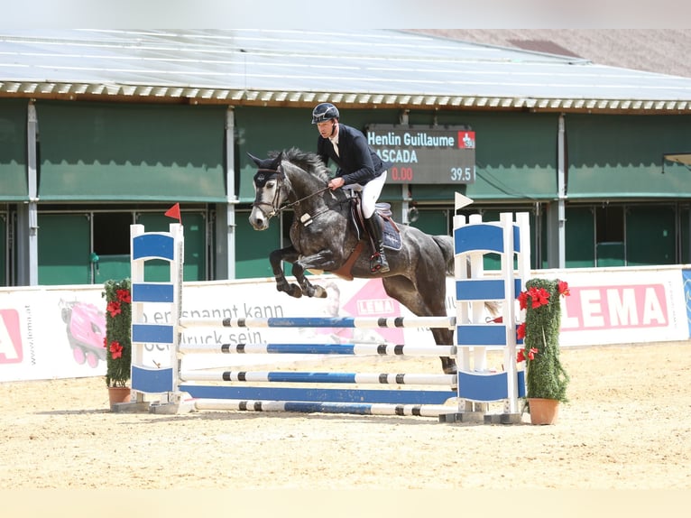 Württemberger Jument 5 Ans 168 cm Gris in Gundelfingen an der Donau