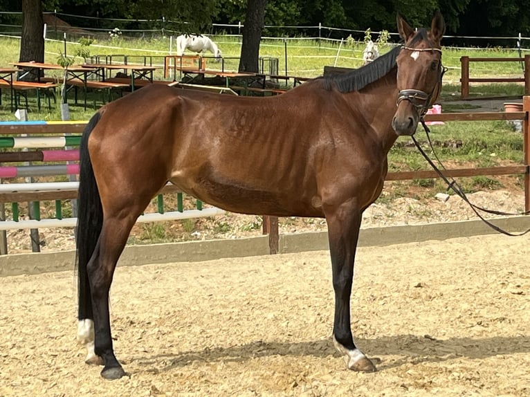 Württemberger Jument 6 Ans 168 cm Bai in Ursensollen