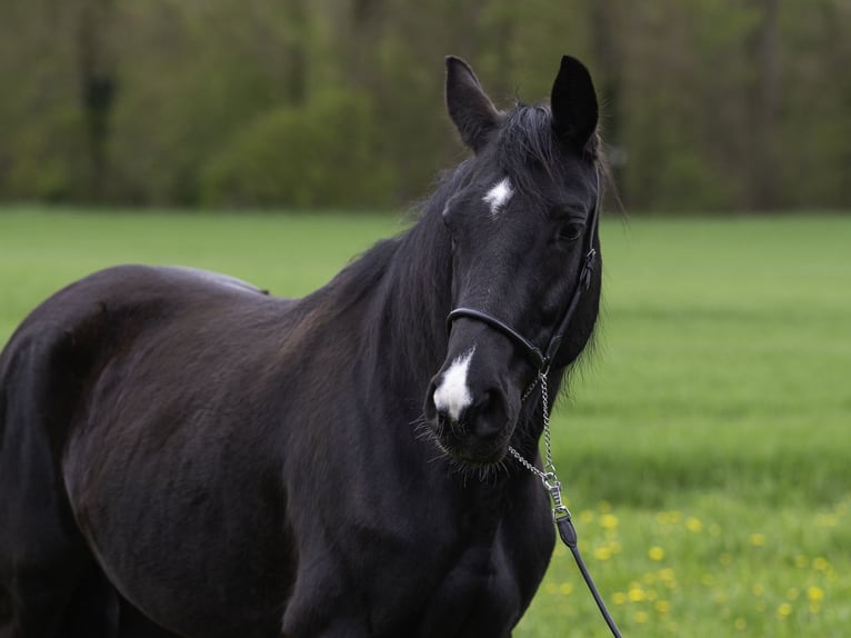 Württemberger Jument 7 Ans 162 cm Noir in Bad Schussenried