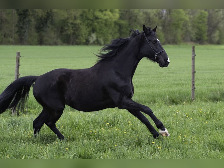 Württemberger Jument 7 Ans 162 cm Noir in Bad Schussenried